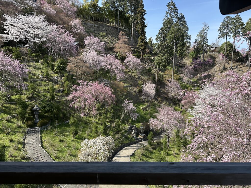 善峯寺の桜