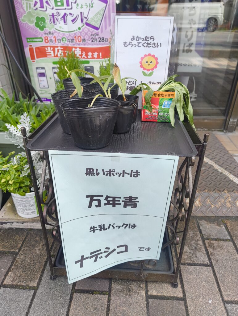 堀川今出川の沖縄料理店「沖縄食堂いちゃりば」の店先に置かれた植物